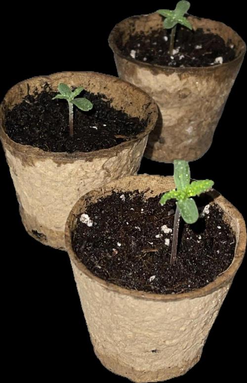 2025 SEP (MID). Week 3