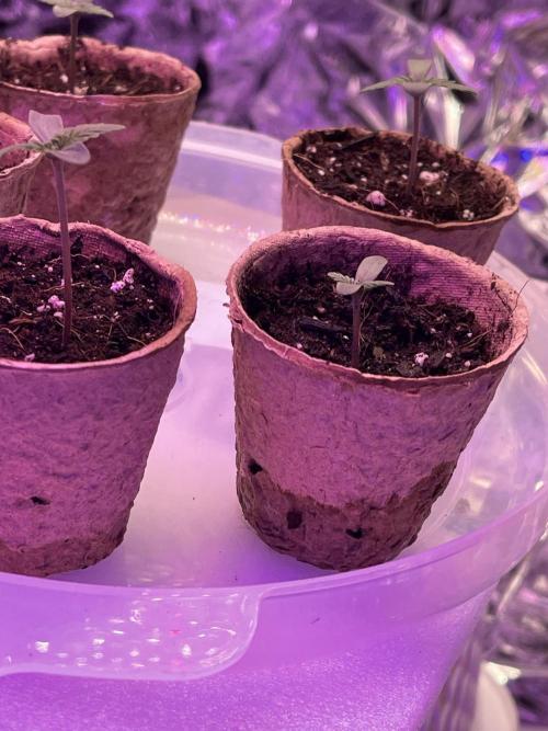 2025 SEP (MID). Week 3