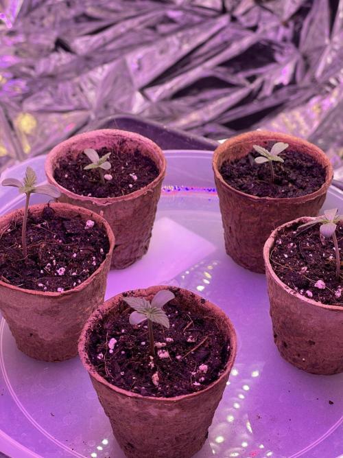 2025 SEP (MID). Week 3