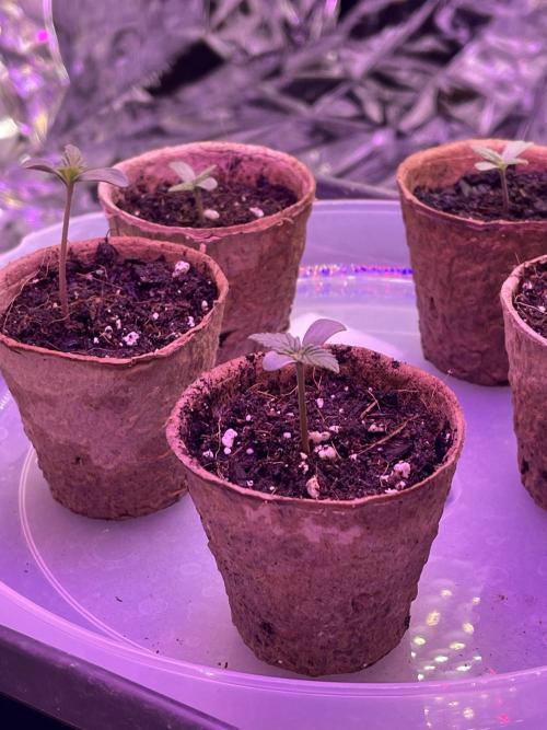 2025 SEP (MID). Week 3