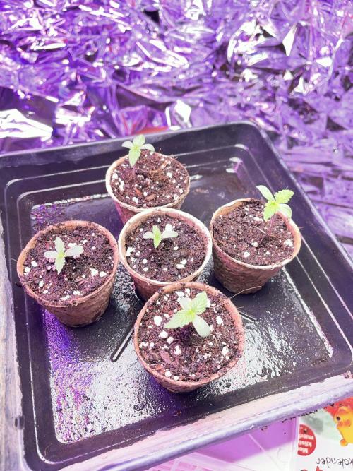 2025 SEP (MID). Week 3