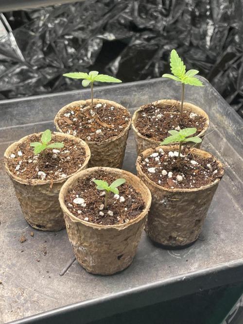 2025 SEP (MID). Week 3