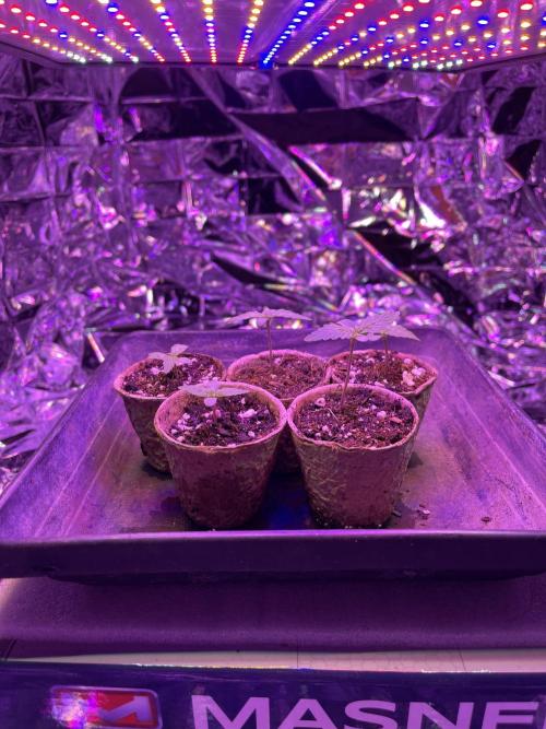 2025 SEP (MID). Week 3 - Heat fail. Around this time. So they Got a little cold (stress)
But all good