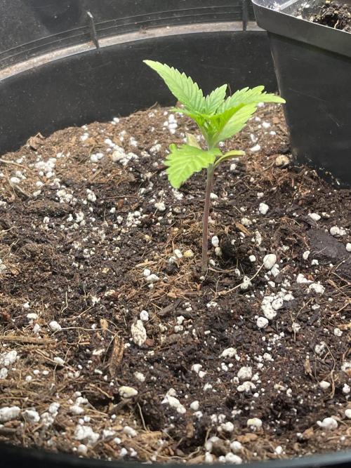 2025 SEP (MID). Week 3