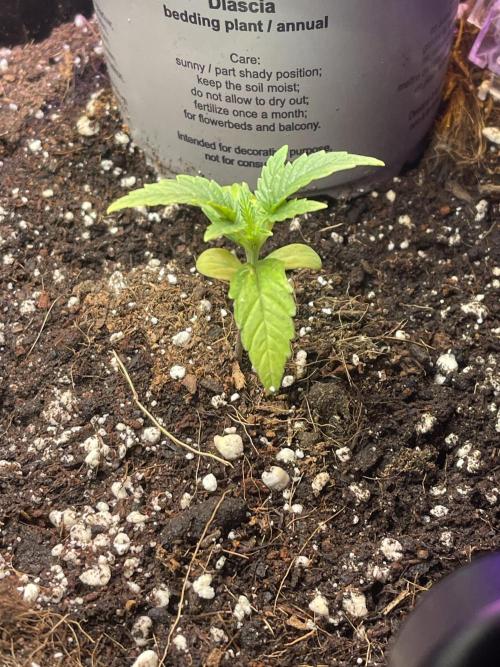 2025 SEP (MID). Week 3