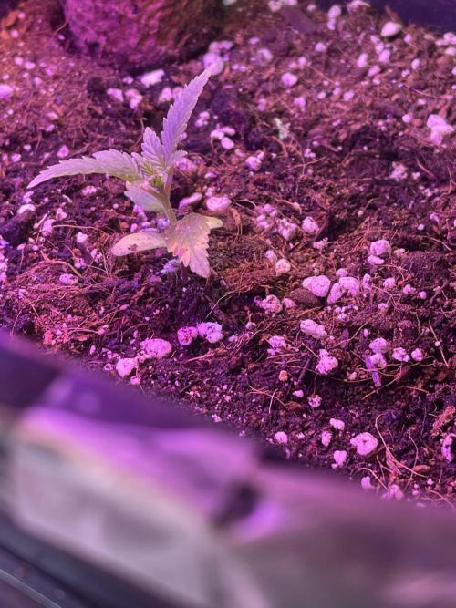 2025 SEP (MID). Week 3