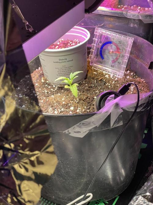 2025 SEP (MID). Week 3