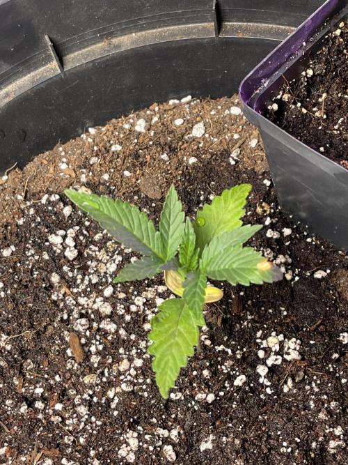 2025 SEP (MID). Week 3