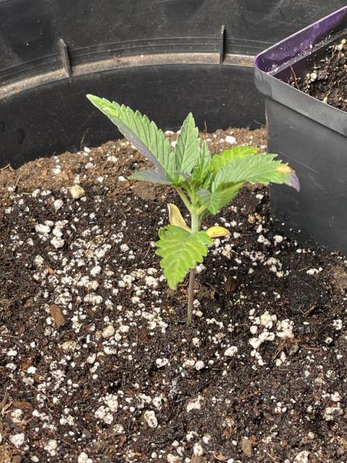 2025 SEP (MID). Week 3