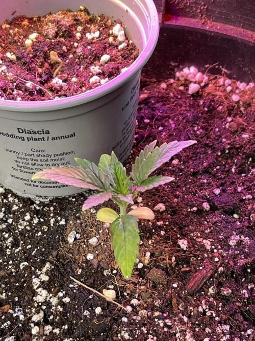 2025 SEP (MID). Week 3