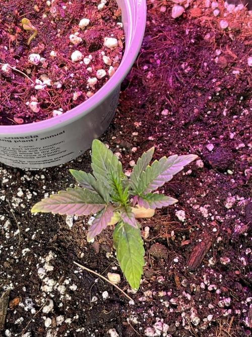 2025 SEP (MID). Week 3