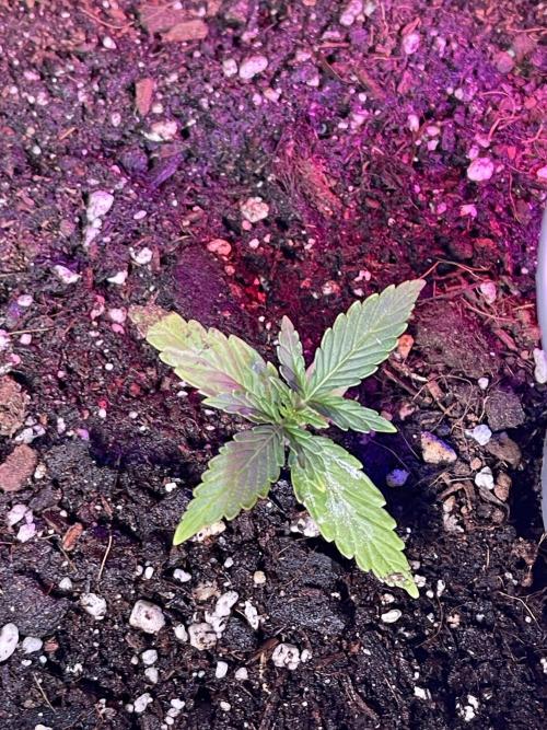 2025 SEP (MID). Week 3