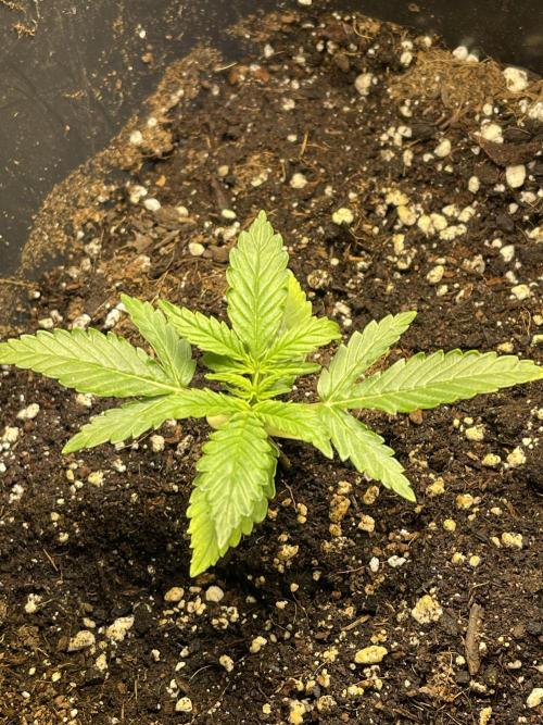 2025 SEP (MID). Week 3