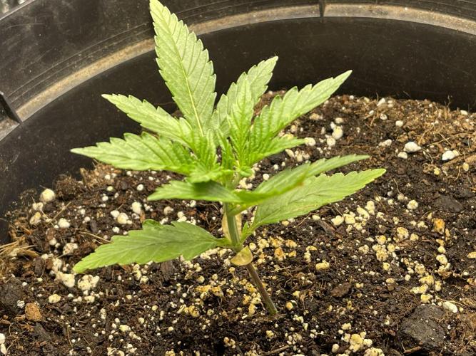 2025 SEP (MID). Week 3