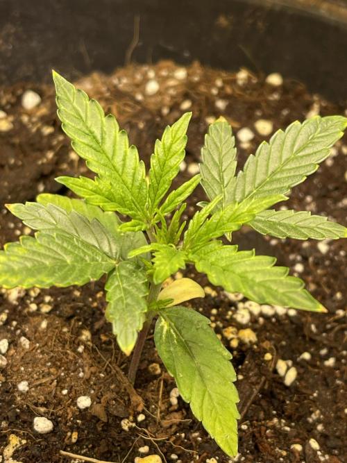 2025 SEP (MID). Week 3