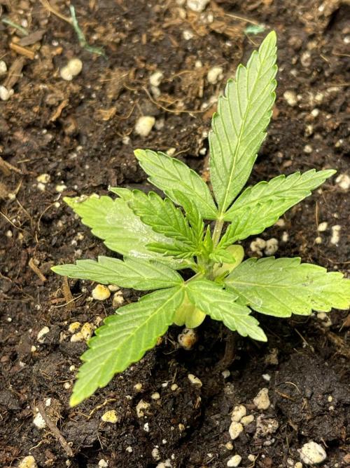 2025 SEP (MID). Week 3