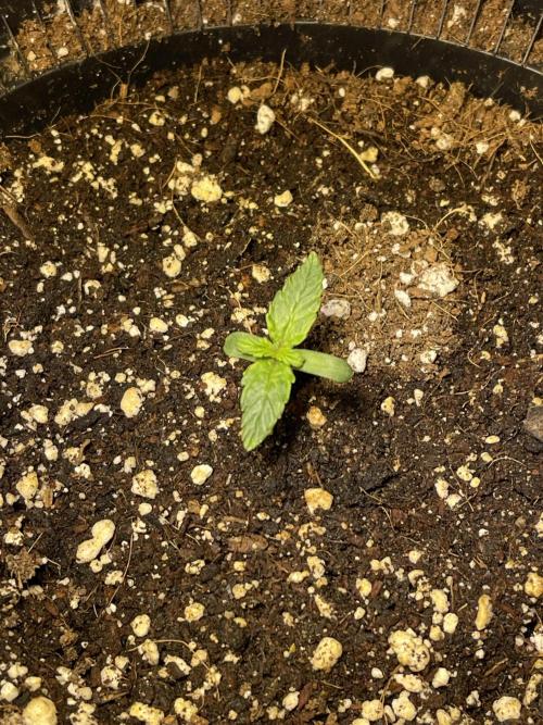 2025 SEP (MID). Week 3