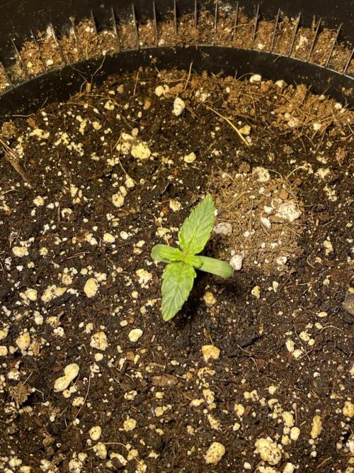 2025 SEP (MID). Week 3