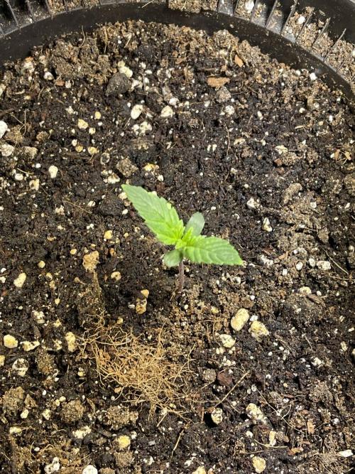 2025 SEP (MID). Week 3