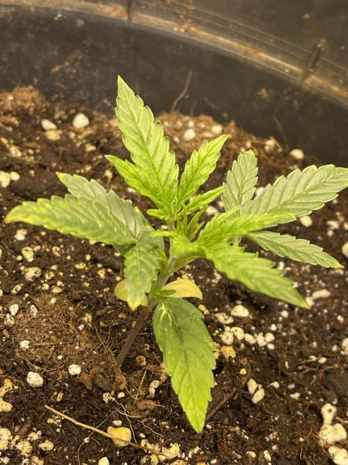 2025 SEP (MID). Week 3