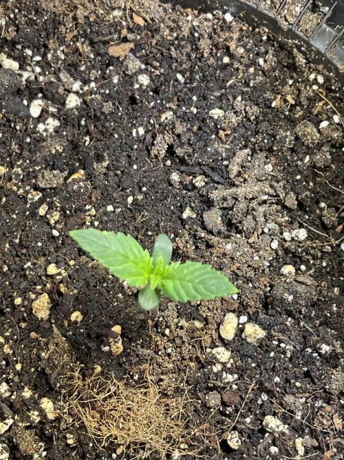 2025 SEP (MID). Week 3