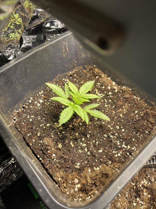 2025 SEP (MID). Week 3