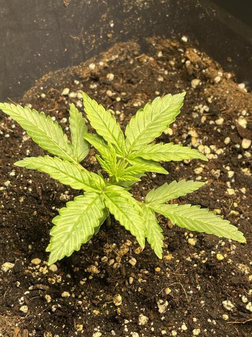 2025 SEP (MID). Week 3