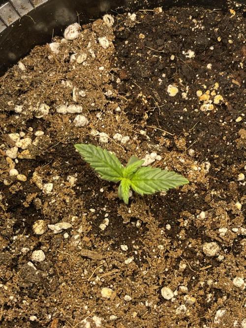 2025 SEP (MID). Week 3