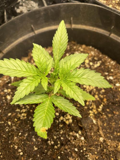 2025 SEP (MID). Week 3