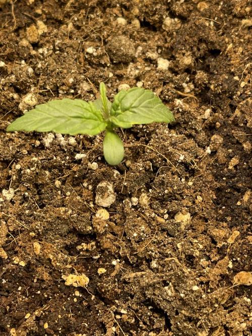 2025 SEP (MID). Week 3