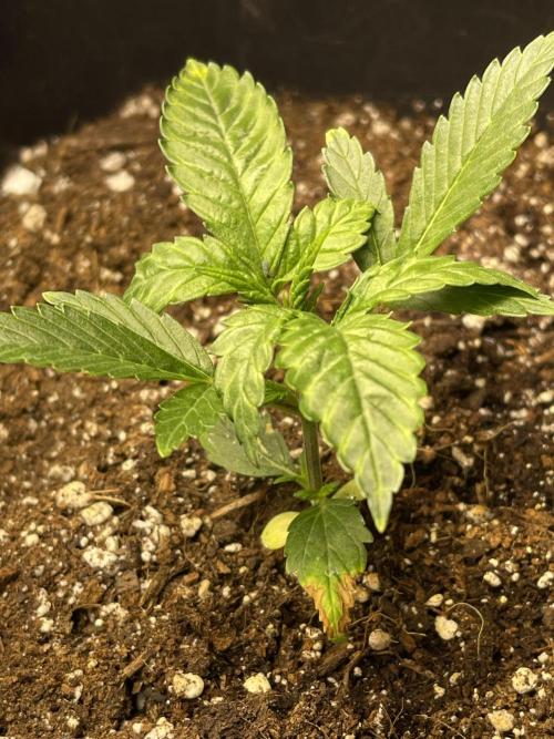 2025 SEP (MID). Week 3