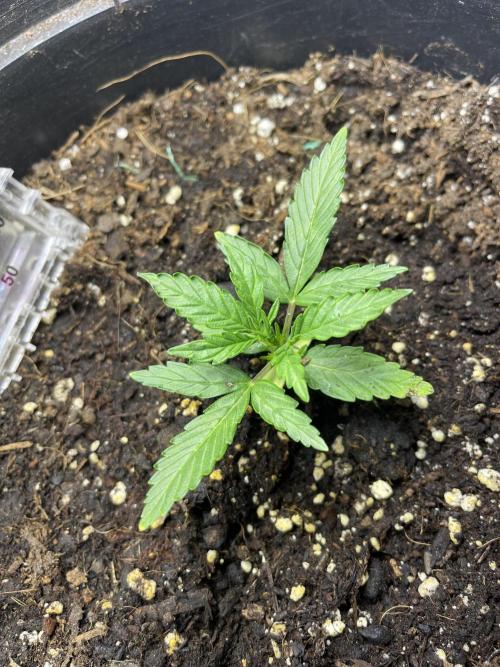 2025 SEP (MID). Week 3