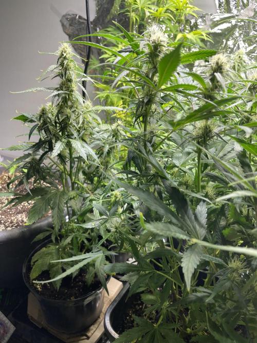 2025 SEP (MID). Week 3