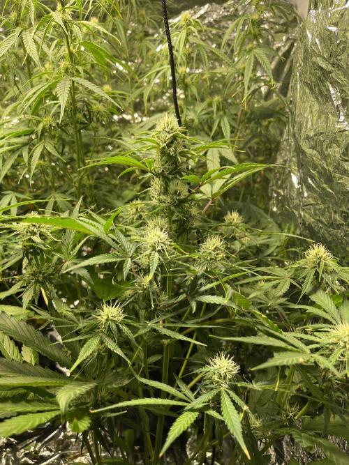 2025 SEP (MID). Week 3