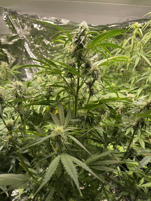 2025 SEP (MID). Week 3