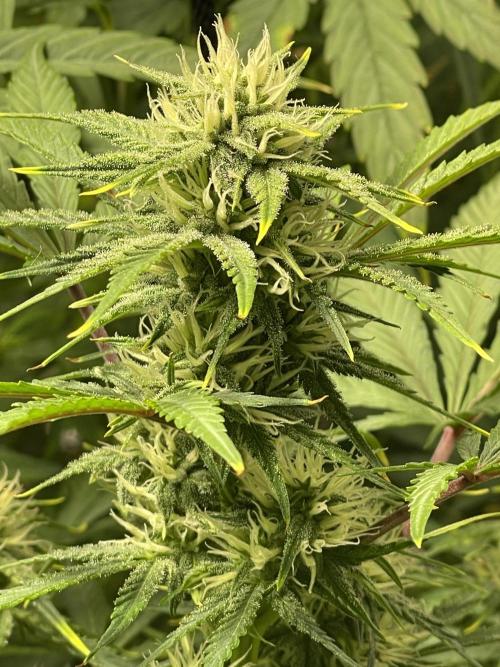 2025 SEP (MID). Week 3