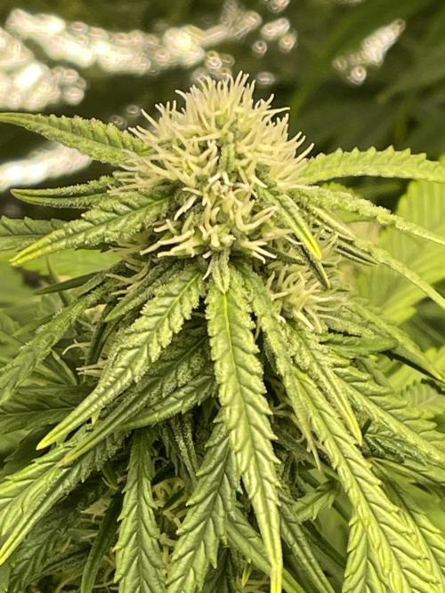 2025 SEP (MID). Week 3