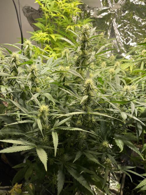 2025 SEP (MID). Week 3