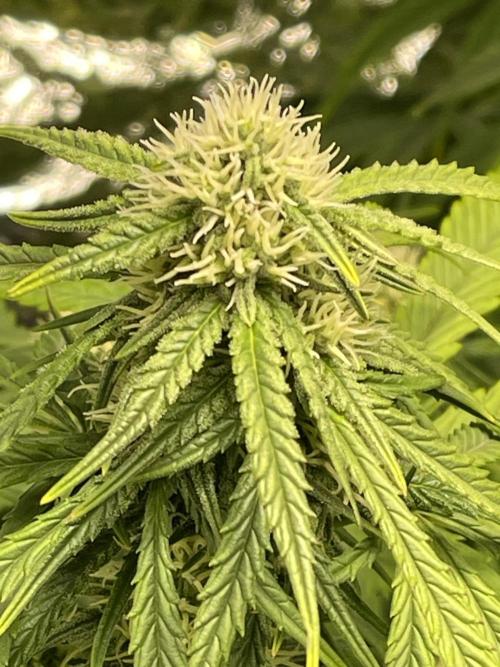 2025 SEP (MID). Week 3