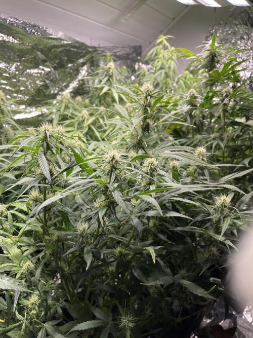 2025 SEP (MID). Week 3