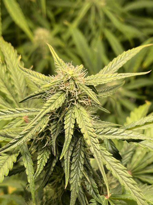 2025 SEP (MID). Week 3