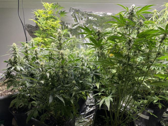 2025 SEP (MID). Week 3