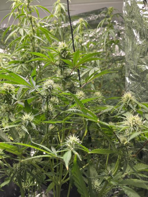 2025 SEP (MID). Week 3