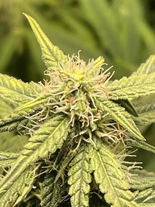 2025 SEP (MID). Week 3