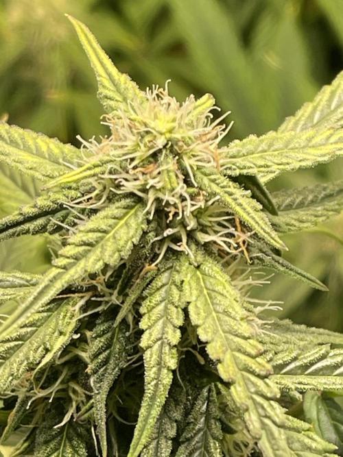 2025 SEP (MID). Week 3