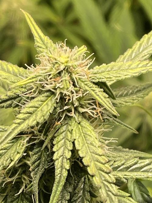 2025 SEP (MID). Week 3