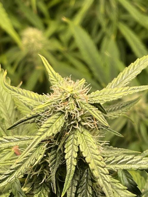 2025 SEP (MID). Week 3