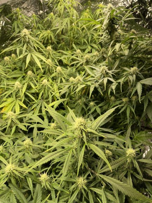 2025 SEP (MID). Week 3