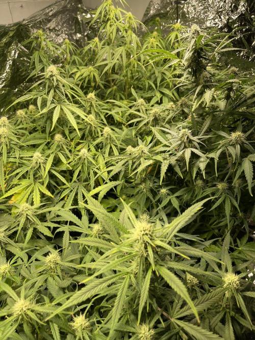 2025 SEP (MID). Week 3