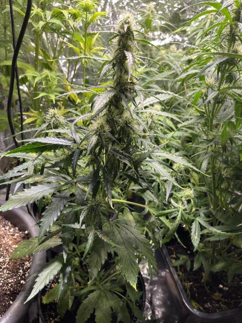 2025 SEP (MID). Week 3